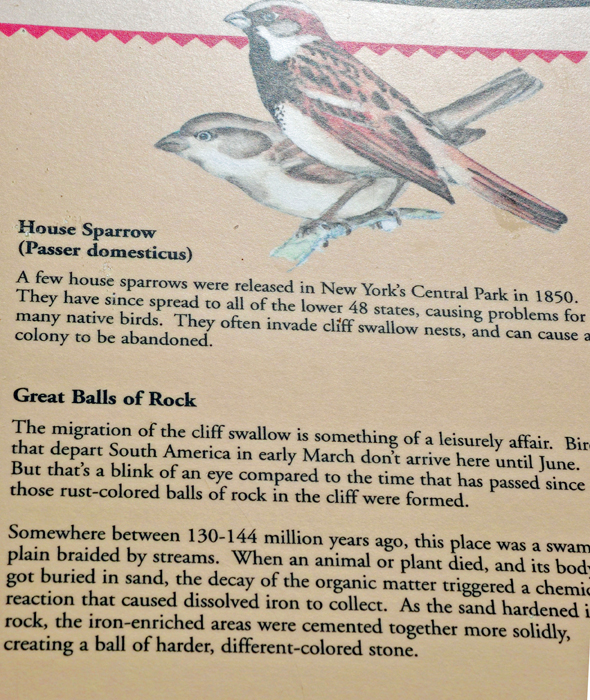 sign about house sparrows