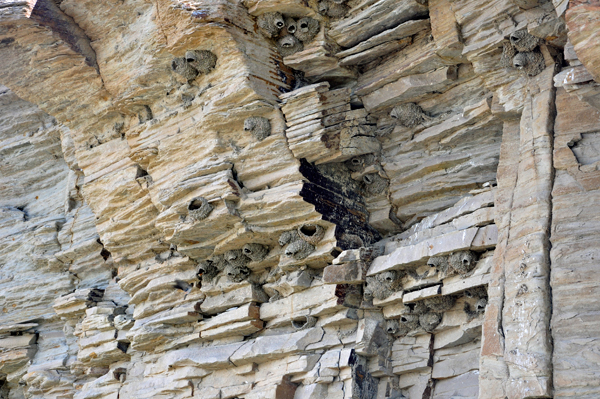 birds nesting in the cliff