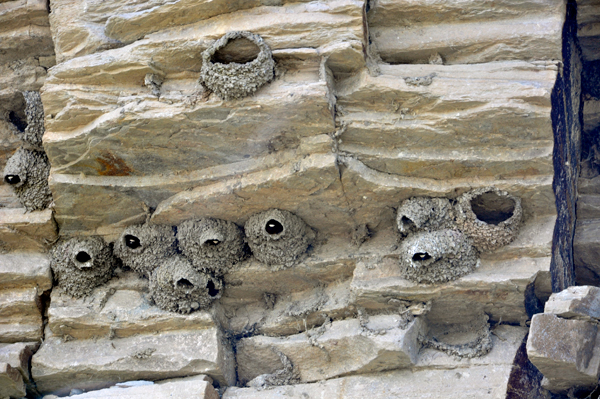 birds nesting in the cliff