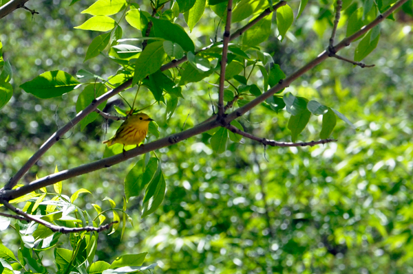 bird in a tree