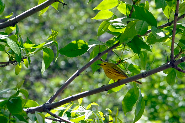 bird in a tree