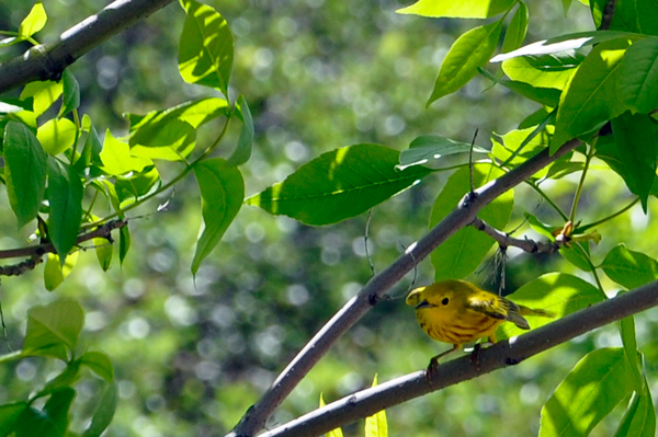 bird in a tree