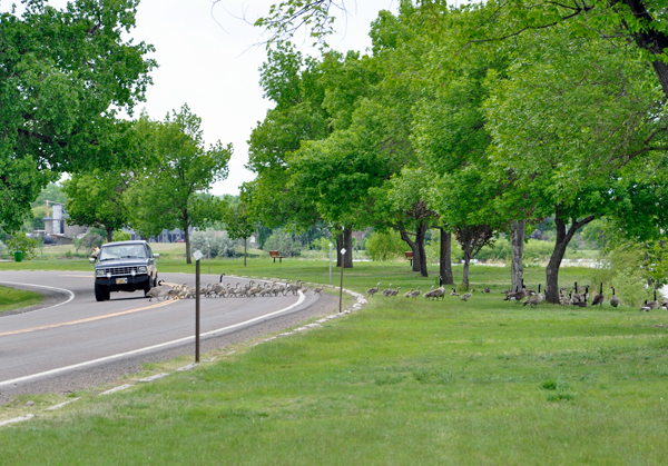 ducks crossing the road