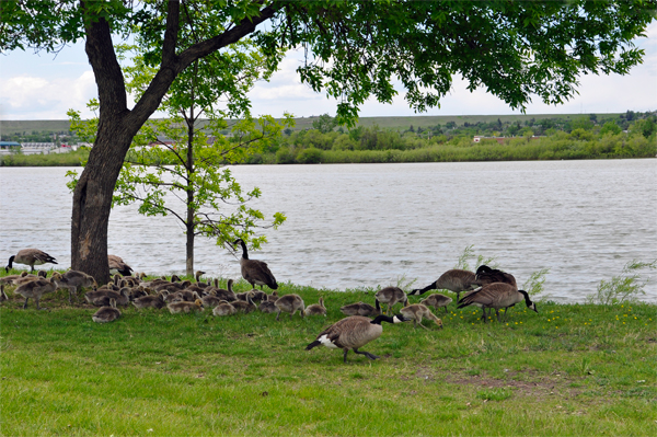 lots of ducks by the water