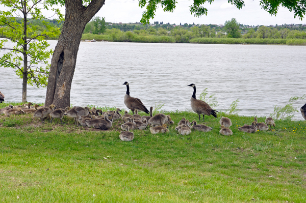 lots of ducks by the water