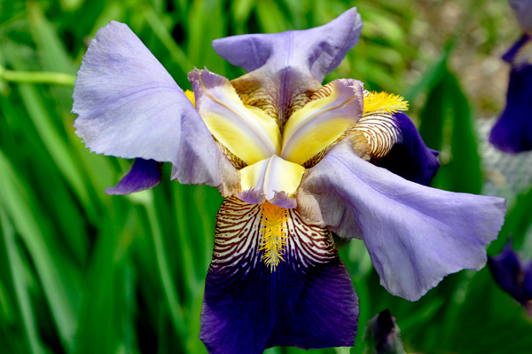 Iris flower