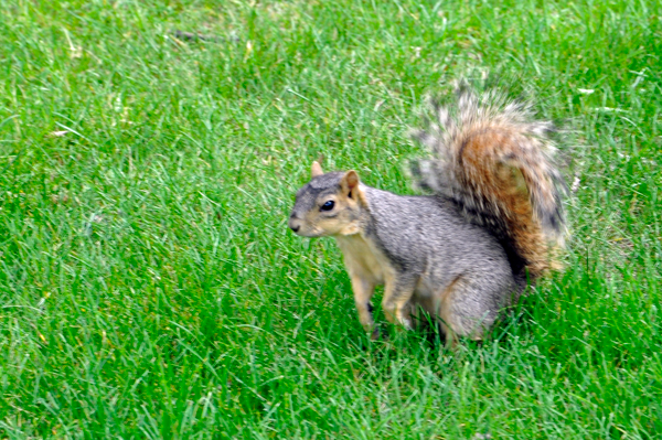 squirrel