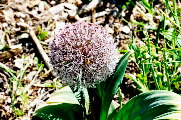 flower and bee