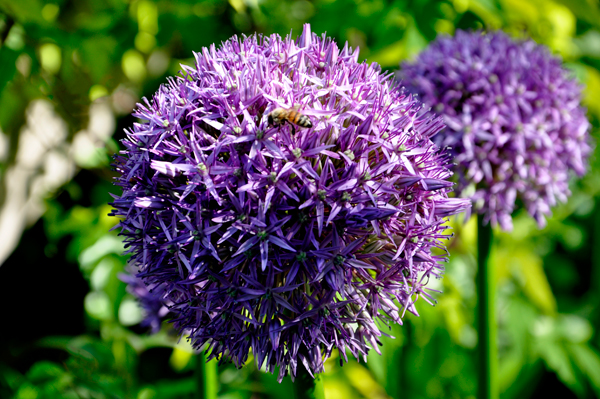 flower and a bee