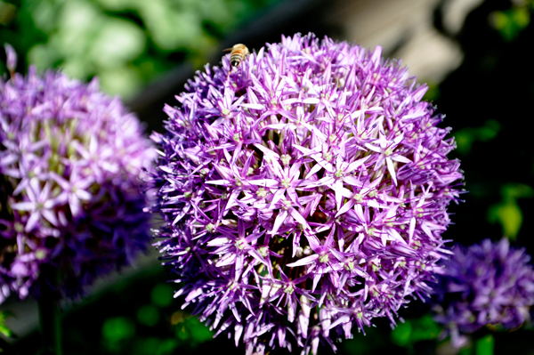 flower and a bee