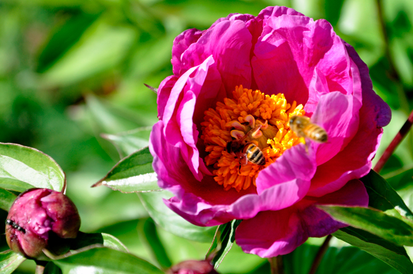 bees in a flower