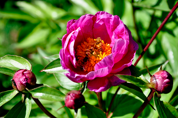 bees in a flower