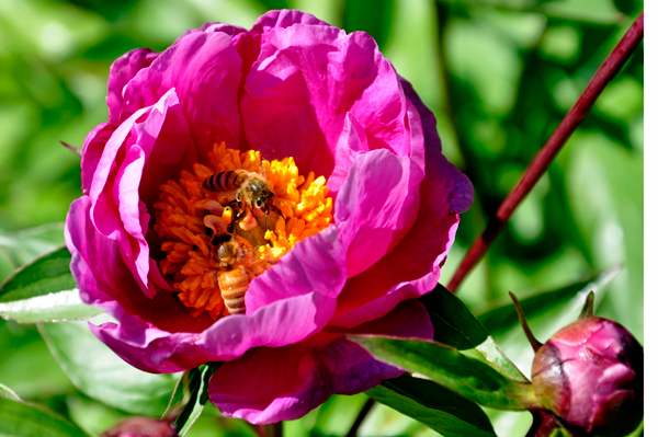 bees in a flower