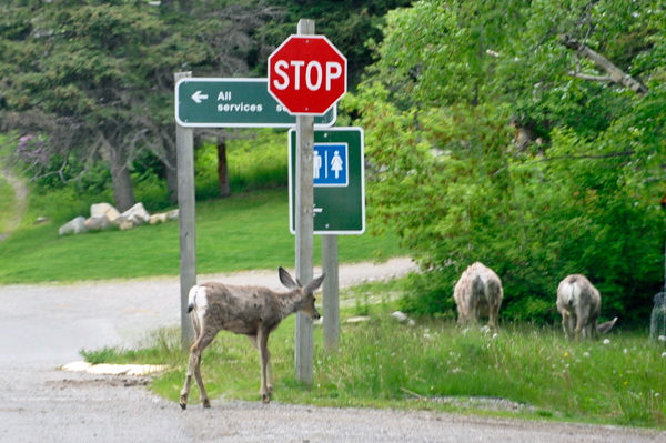 deer in Waterton Village