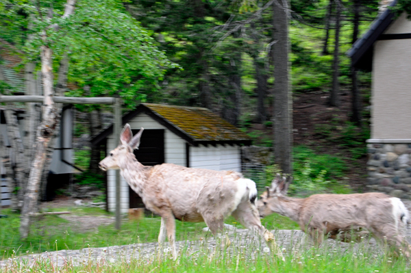 deer in WAterton Village