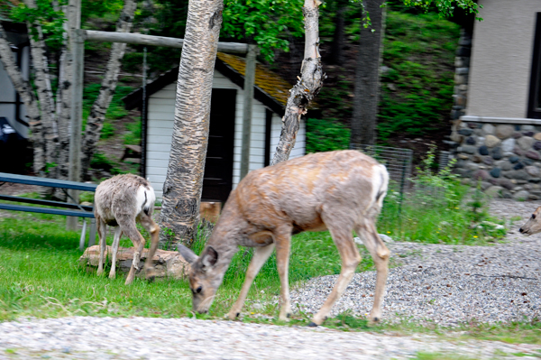 deer in Waterton Village