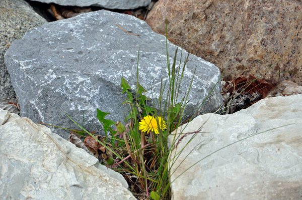flower in the rocks