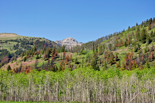 scenery on Red Rock Parkway