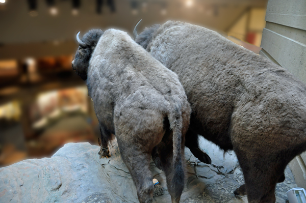 replica of the Buffalo Jump