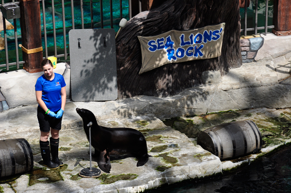 Sea Lions Rock show begins