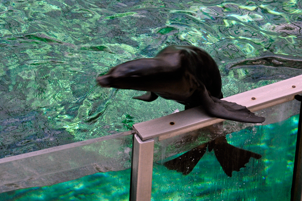sea lion