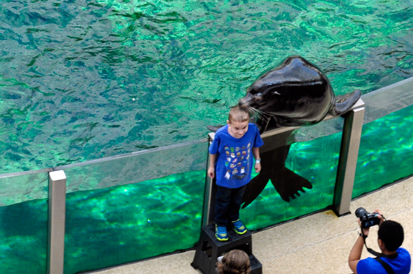 child and sea lion
