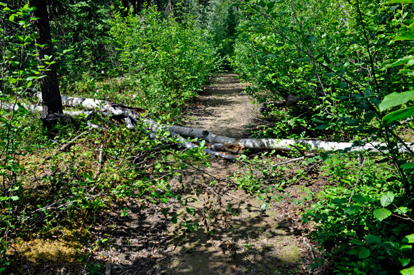 fallen tree on the trail