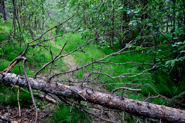 another fallen tree