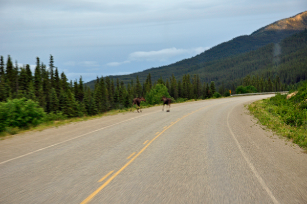 Two moose crossing the road