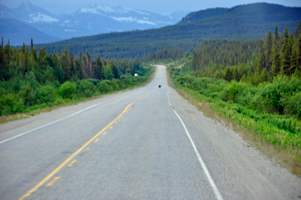 moose in the road