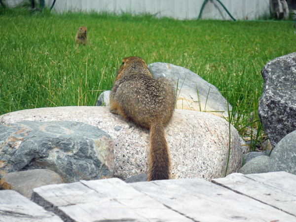 ground squirrel at Takhini Hot Springs.