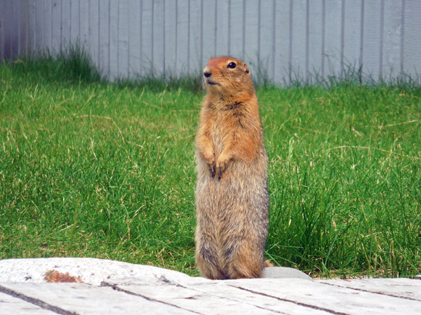 ground squirrel at Takhini Hot Springs.