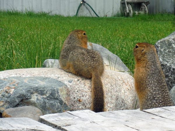 ground squirrel at Takhini Hot Springs.