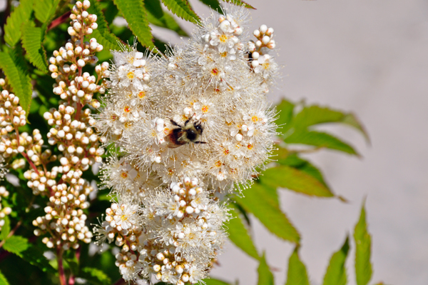 flower and bee