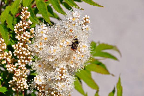 flower and bee