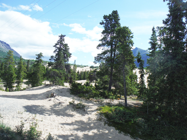 Carcross Desert Dunes