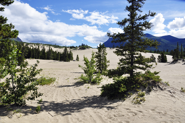 Carcross Desert Dunes