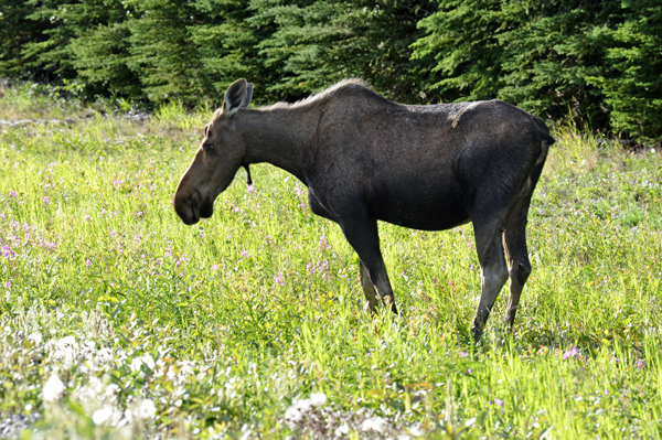 moose by the road