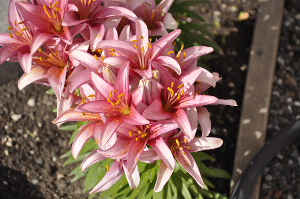 flowers at Georgeson Botanical Garden