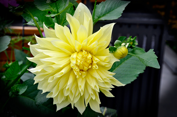 flower at Georgeson Botanical Garden