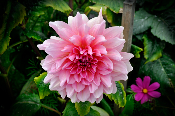 flower at Georgeson Botanical Garden