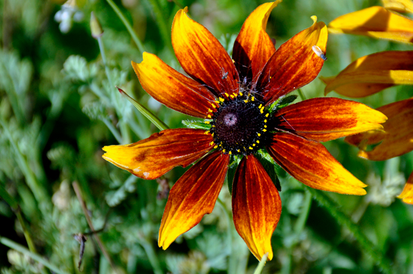 flower at Georgeson Botanical Garden