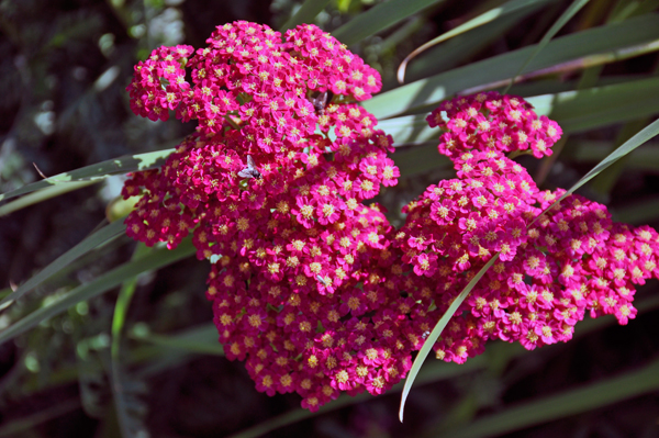 flower at Georgeson Botanical Garden