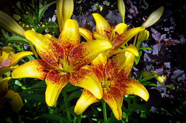 flowers at Georgeson Botanical Garden