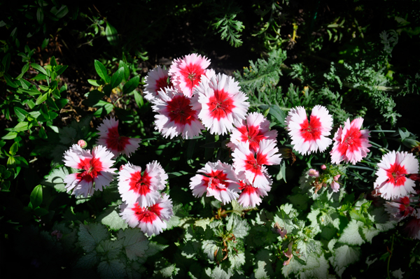 flowers at Georgeson Botanical Garden