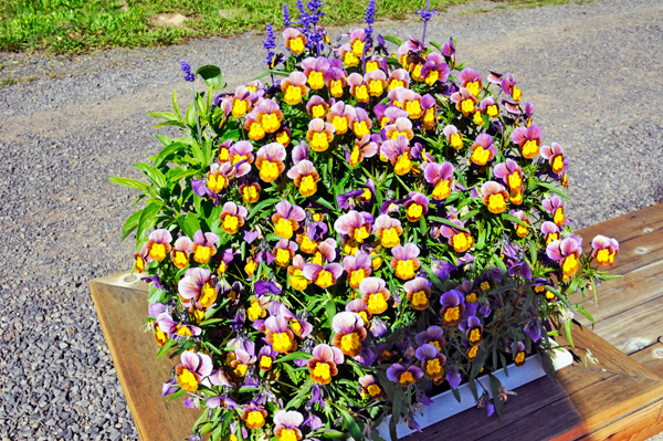 flowers at Georgeson Botanical Garden