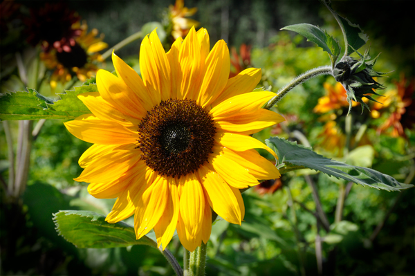 sunflower