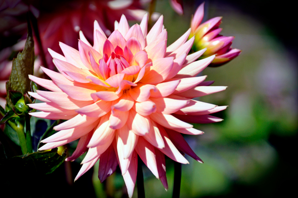 flower at Georgeson Botanical Garden