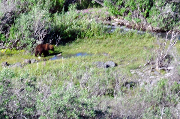 Bear in the woods