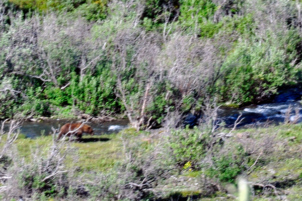 Bear by the water